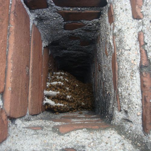 Bee Hive Inside A Chimney