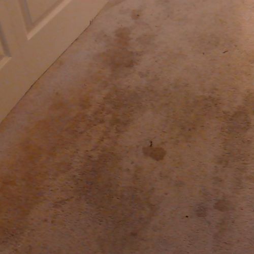 Pet Stains and Odor Removal Before- 011