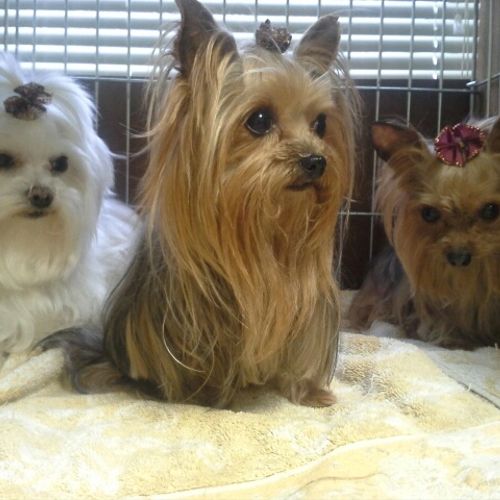 These Yorkies were part of our doggie wash we had 