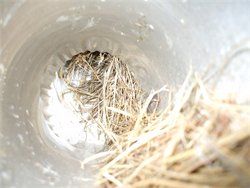 Bird nest in bathroom exhaust duct.