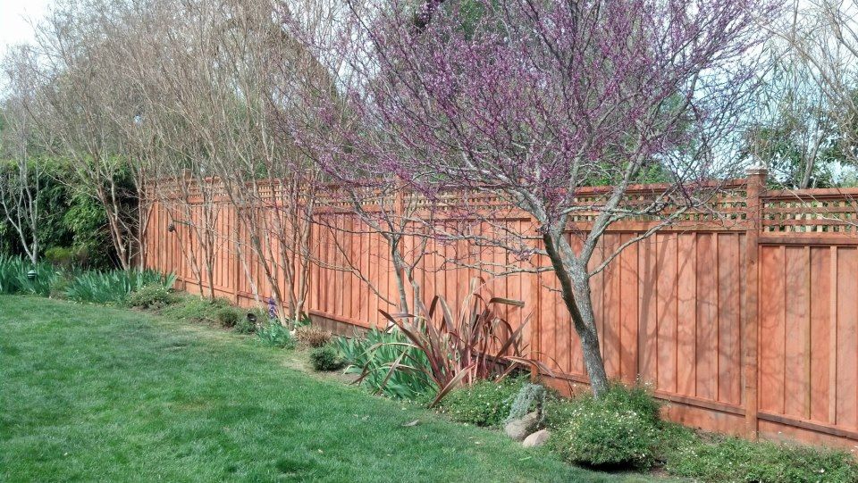 Redwood Fence with Lattice - San Anselmo, CA