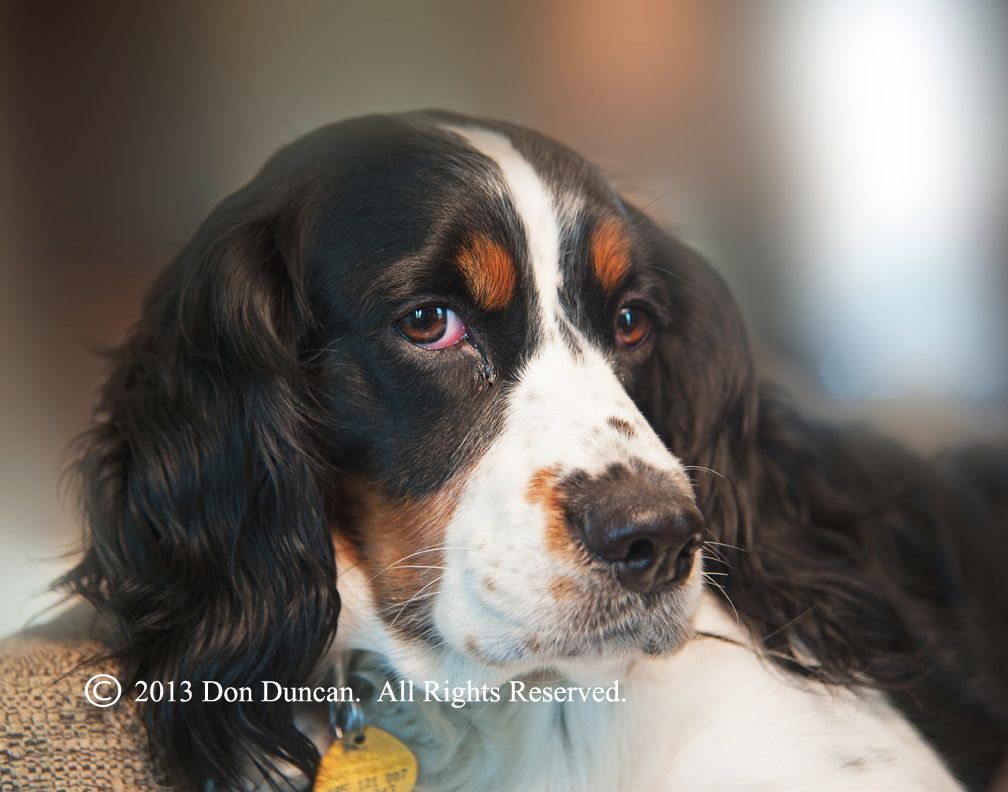 We do pet portraits too!