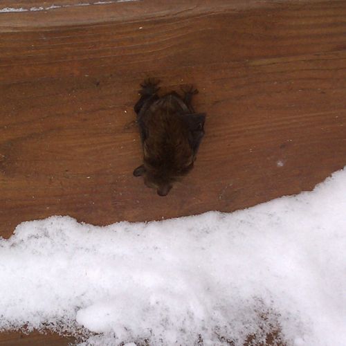 Winter Bat Removal