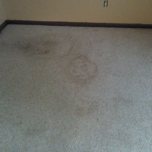 stains in the carpet before I started cleaning