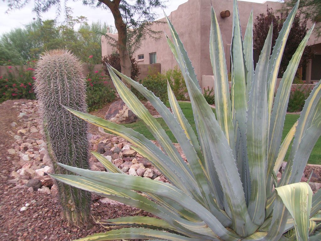 Desert Oasis