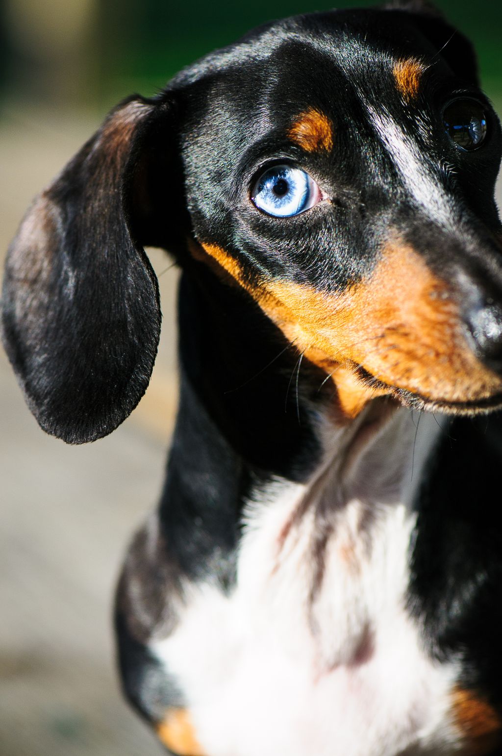 Dog Portraits