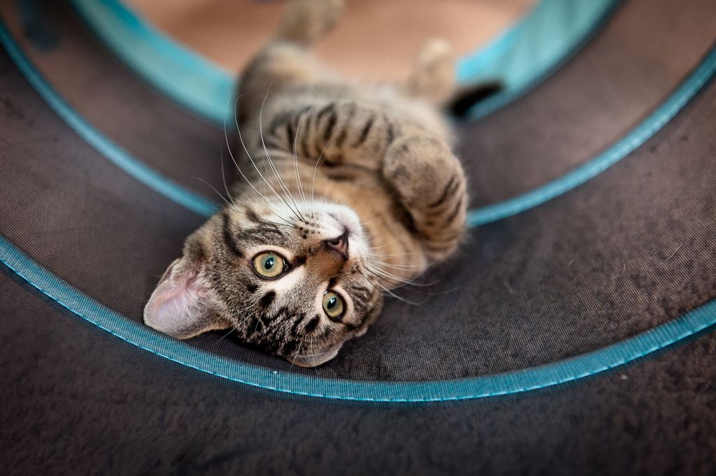 Cat Portraits