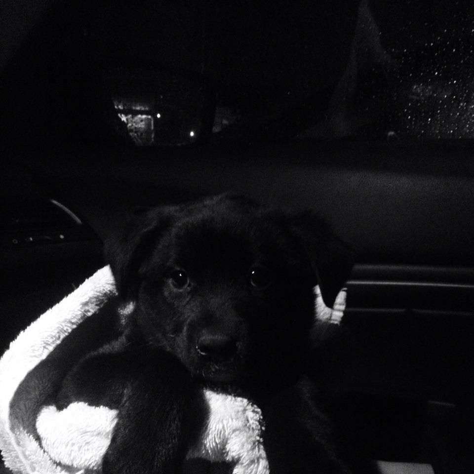 On the way home from the shelter!