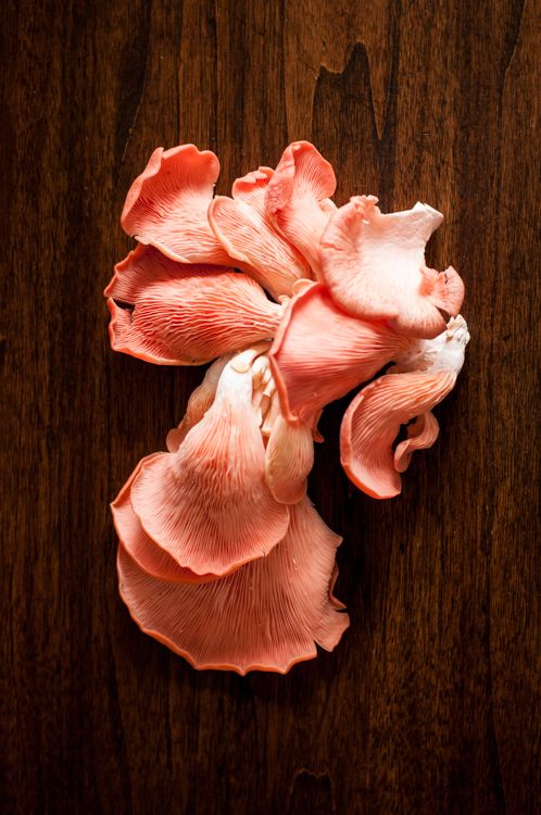 Pink Oyster Mushrooms
