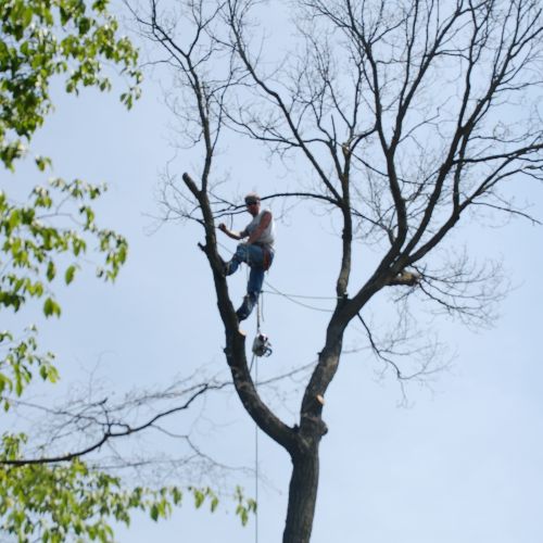 Tree Removal. We do the small jobs and the high ri