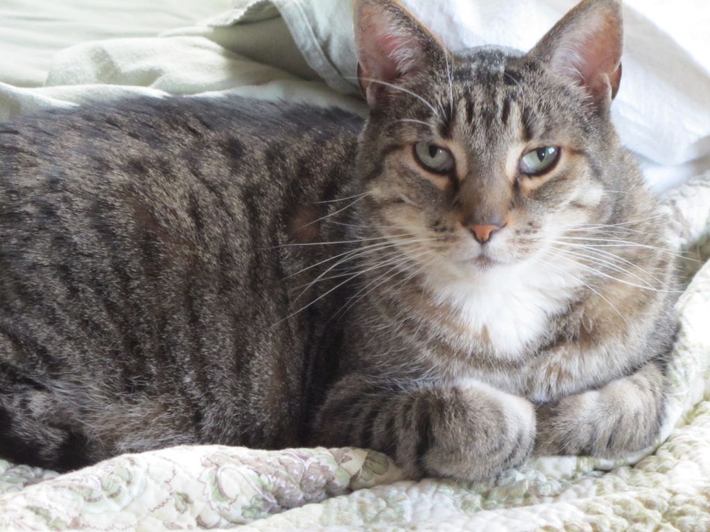 Fergus