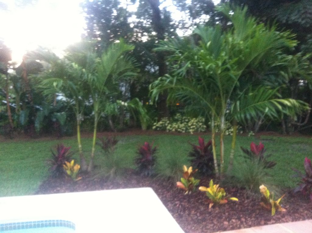 Added a tropical splash on the Corner of the Pool 