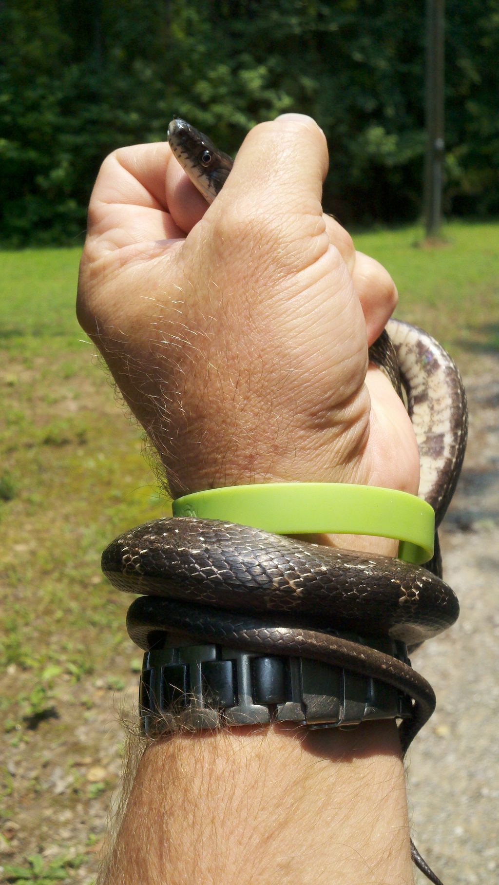 Snake Removal Moreland, Ga for more information se