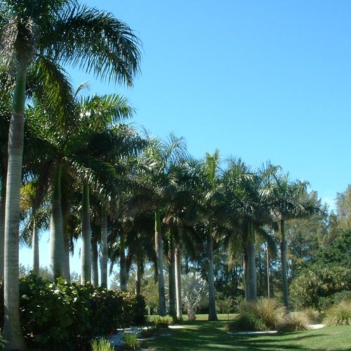 Palm Tree care programs