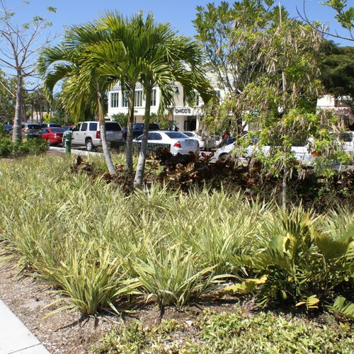 Maintenance of shrub and perennial beds