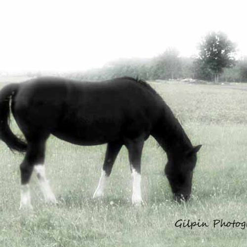 Black and White Horse in pasture