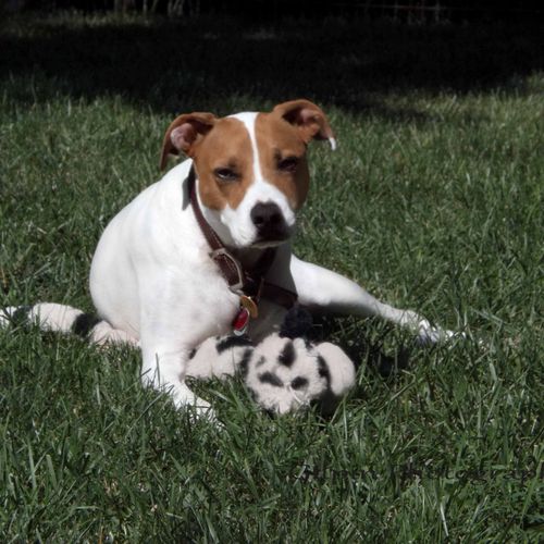Jack puppy and his cow doll