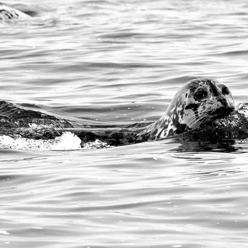 Seal near Pigeon Point Lighthouse