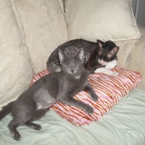 My oldest Tux, a Cornish Rex & Kelly on couch.