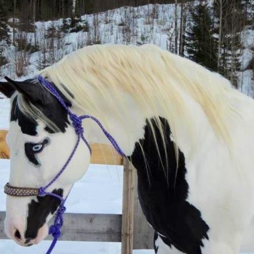 Gorgeous!  maybe a Gypsy Vanner?