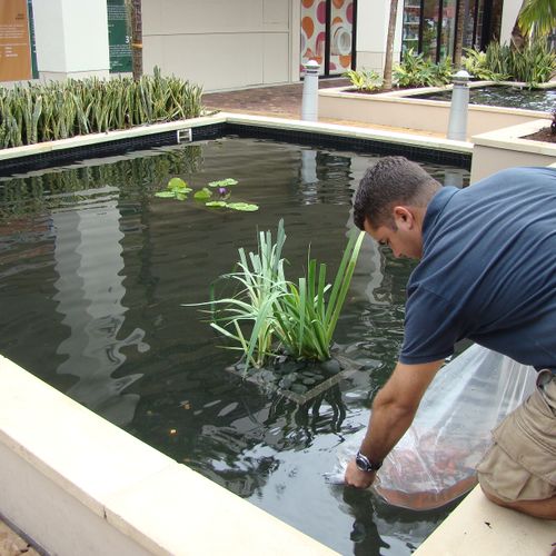 Putting Koi Fish into the Pond at Downtown at The 