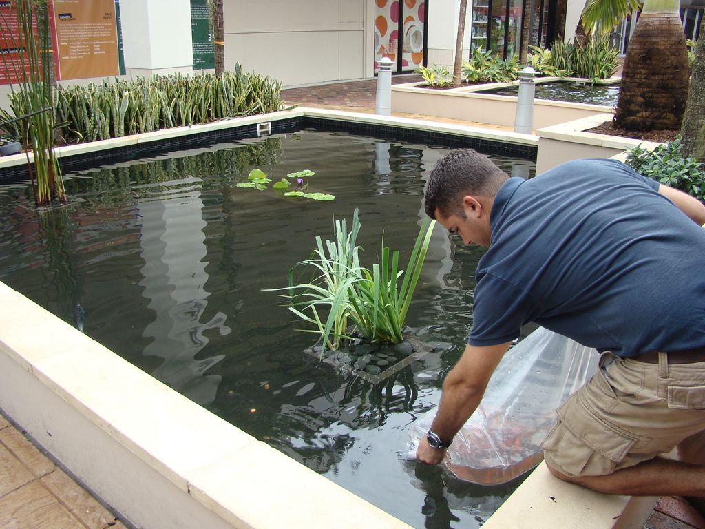 Putting Koi Fish into the Pond at Downtown at The 