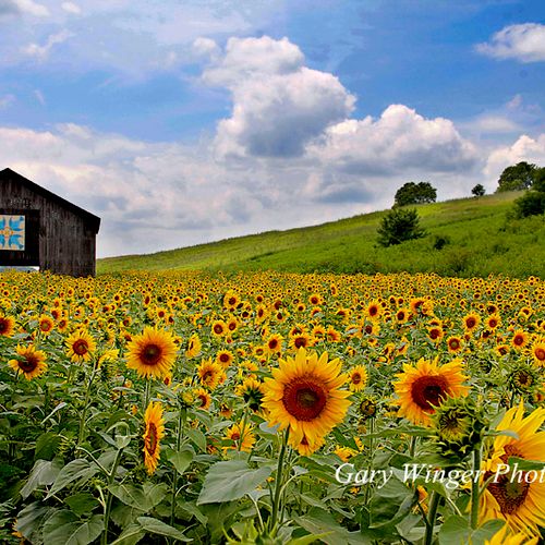 Sunflower fields in Kodak TN