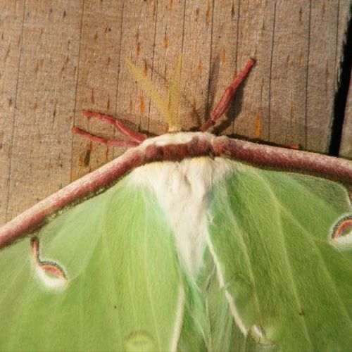 Luna Moth, Maine