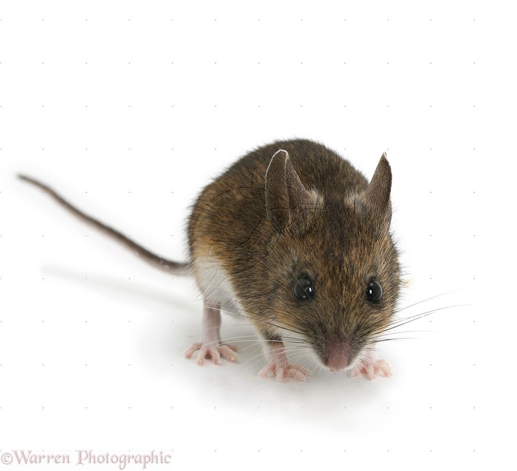 Mice