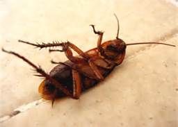 Roaches