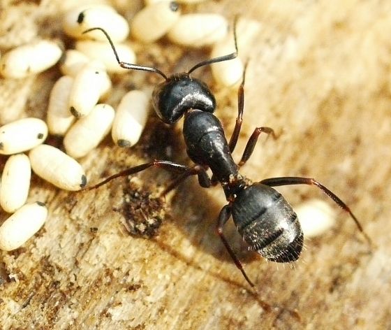 Carpenter Ants
