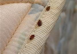 Bed Bugs