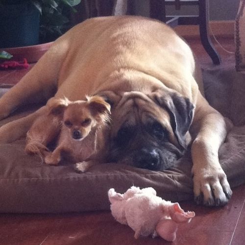 Howard, a rescued English Mastiff, with his best b