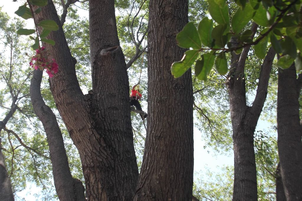 great picture between limbs in a large Arizona Ash