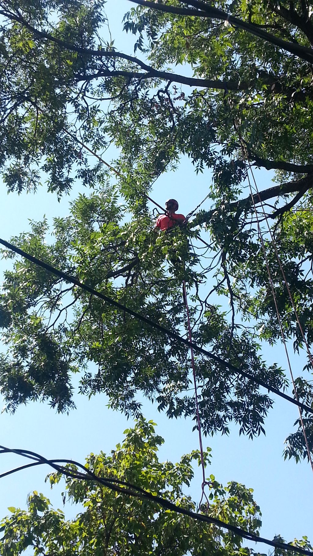 Tip weight reduction in a pecan tree in Dallas, TX