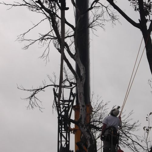 Large, VERY dangerous Red Oak crane removal around