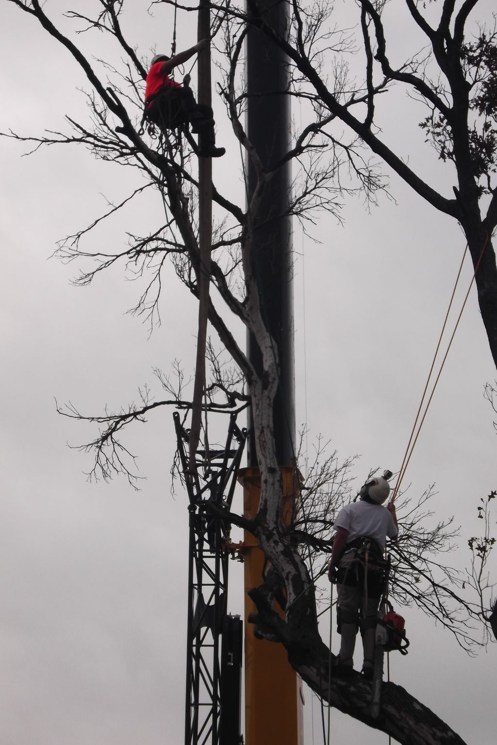 Large, VERY dangerous Red Oak crane removal around