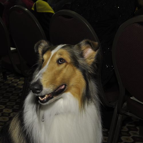 " Lassie" NY Dog fashion show