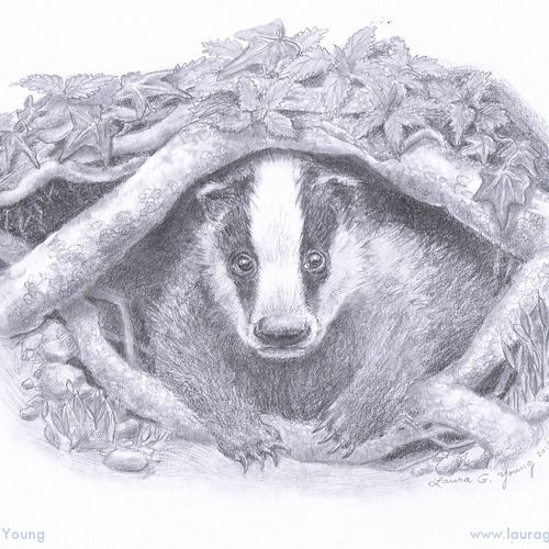 Drawing done for 2013 European badger conservation