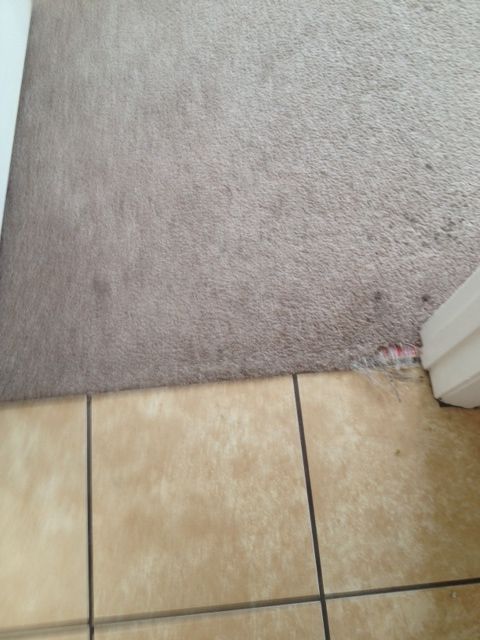 Cat damage before repair