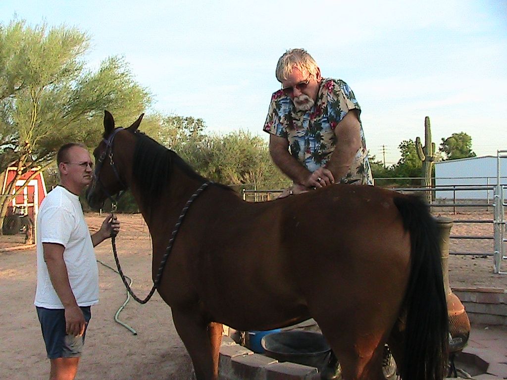 Working on an Arabian Endurance horse