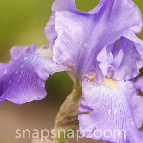 Purple iris flower garden.