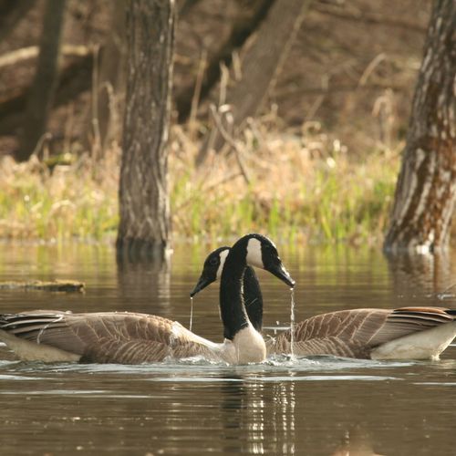 Mirrored Canadian Geese