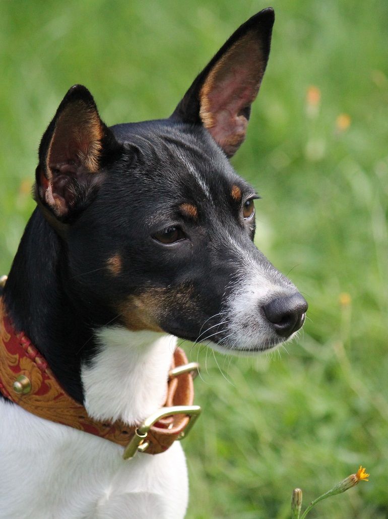 Rat Terrier