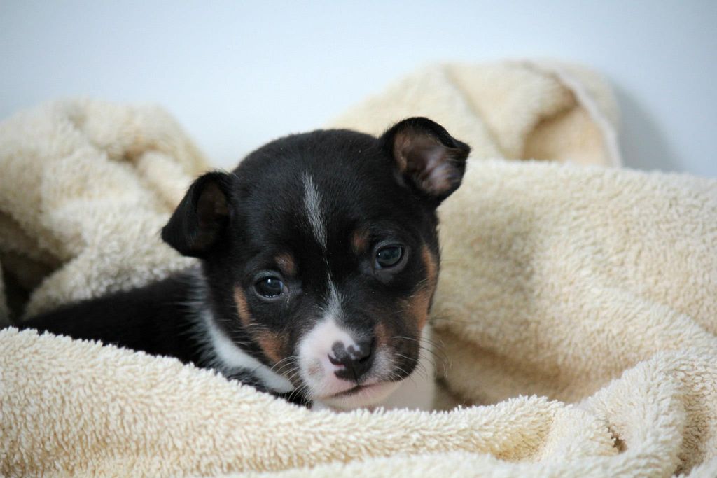 Rat Terrier puppy