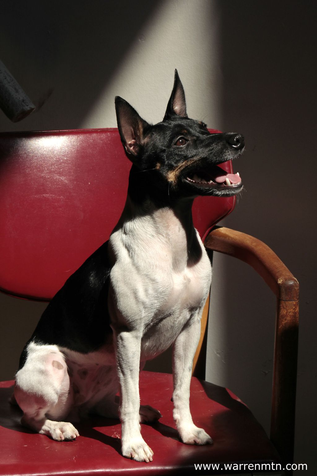 Rat Terrier