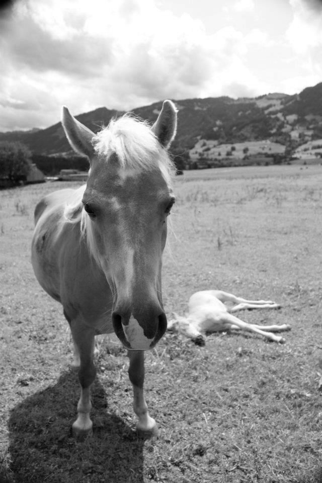 Bavarian Horses