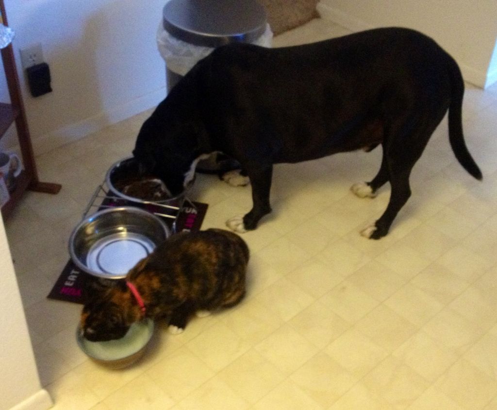 My two kids Toby and kitty Celest. Yes, cats and d