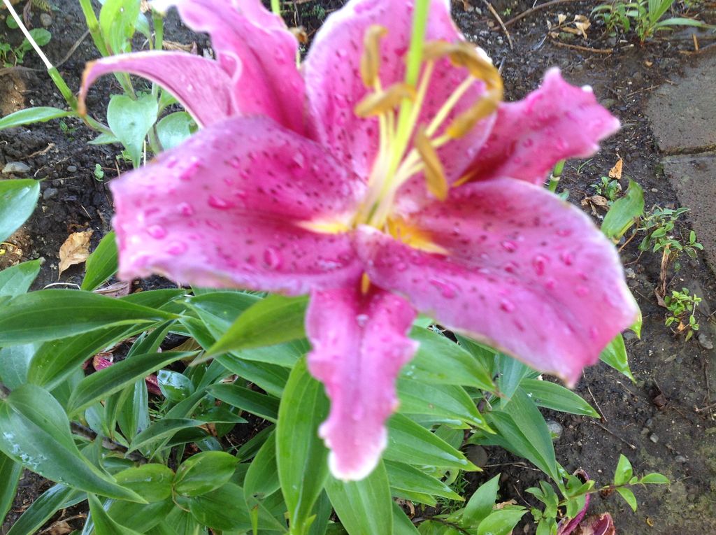 Floral Photos Garden Parties
408.373.8140