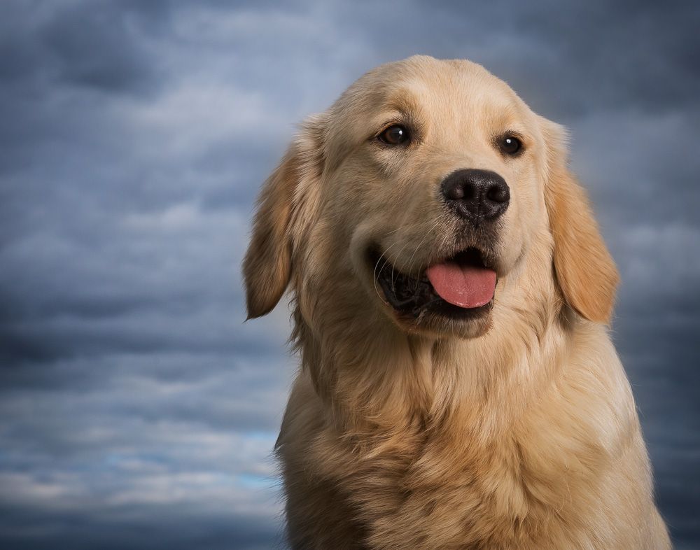 Feona, Pet Portrait Session, Bernardston, Massachu